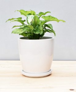 Ceramic 4 inch Oval Pot White