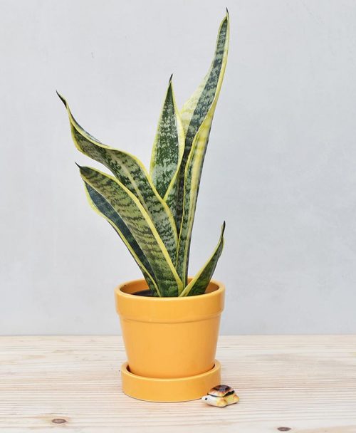 Ceramic Band Pot Mustard Yellow with Exotic Dwarf Snake Plant