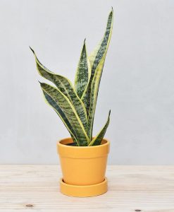 Ceramic Band Pot Mustard Yellow with Exotic Dwarf Snake Plant 2