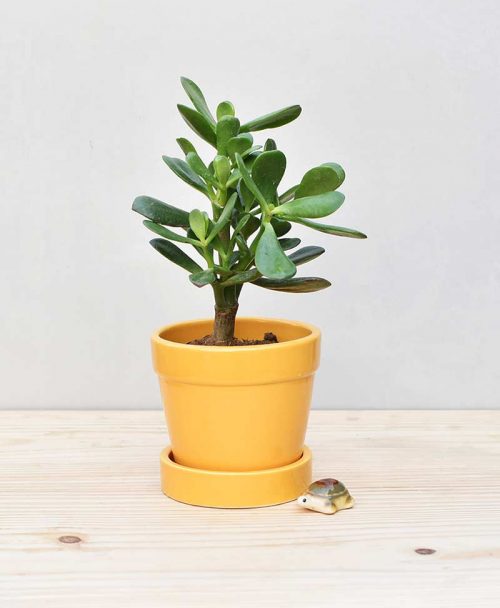 Ceramic Band Pot Mustard Yellow with Jade Plant Fatty Leaves 2