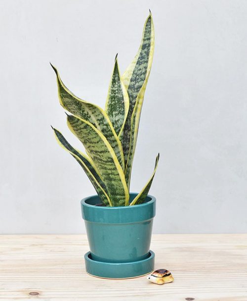 Ceramic Band Pot Peacock Blue with Exotic Dwarf Snake Plant