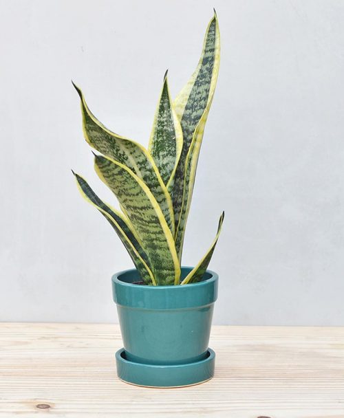 Ceramic Band Pot Peacock Blue with Exotic Dwarf Snake Plant 2