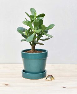 Ceramic Band Pot Peacock Blue with Jade Plant Fatty Leaves 2