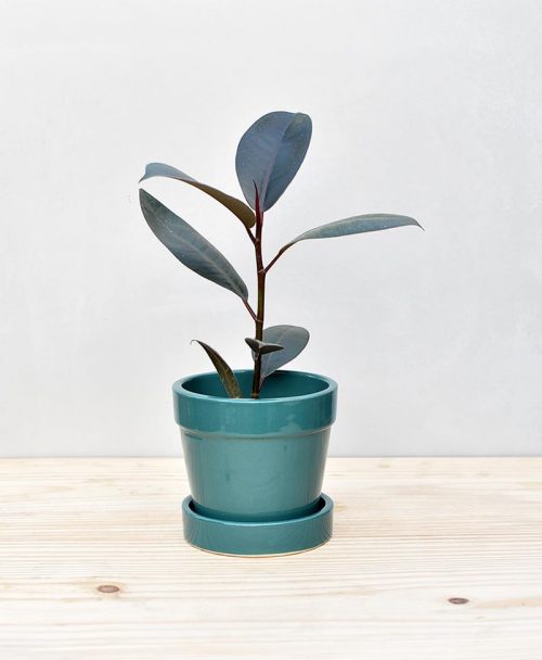 Ceramic Band Pot Peacock Blue with Rubber Plant 2