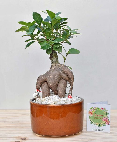 Ceramic Bowl Tray Dark Brown with Ficus Microcarpa Bonsai 2