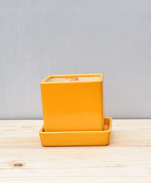 Ceramic Cube 4 inch with Plate Mustard Yellow 1