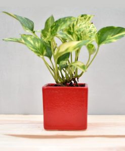 Ceramic Cube Pot 3 inch Red