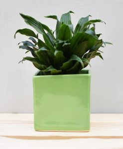 Ceramic Cube Pot 4 inch Parrot Green