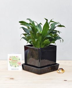 Ceramic Cube Pot Black with Exotic Draceana Compacta