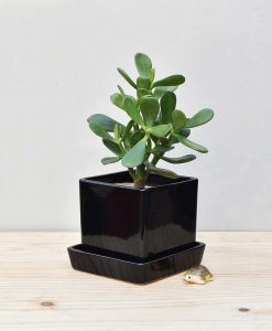 Ceramic Cube Pot Black with Jade Plant Fatty Leaves 2