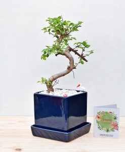 Ceramic Cube Pot Blue with Elm Bonsai 2