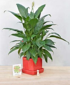 Ceramic Cube Pot Mustard Red with Exotic Peace Lily - Spathiphyllum