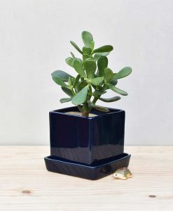 Ceramic Cube Pot Navy Blue with Jade Plant Fatty Leaves 2