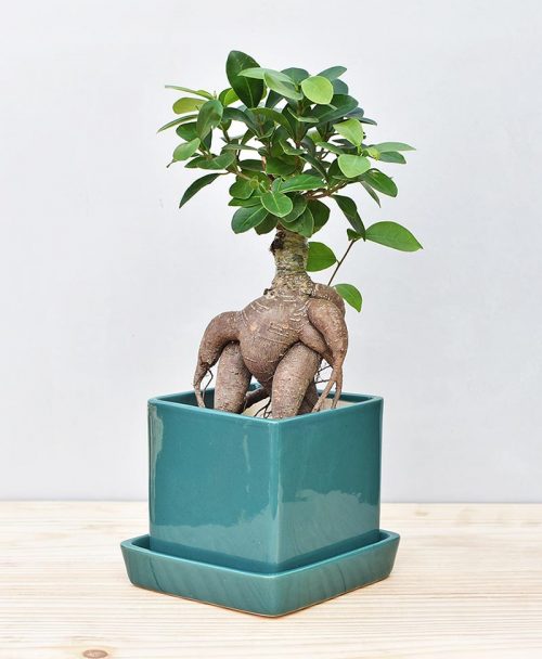 Ceramic Cube Pot Peacock Green with Exotic Ficus Ginseng – Ficus Microcarpa 2