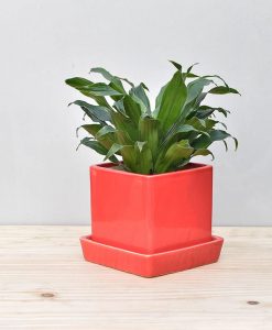 Ceramic Cube Pot Red with Exotic Draceana Compacta 2