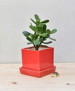 Ceramic Cube Pot Red with Jade Plant Fatty Leaves 2