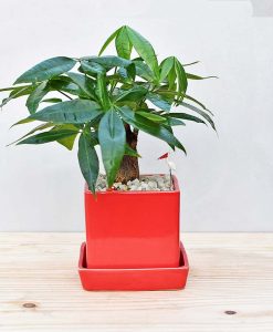 Ceramic Cube Pot Red with Pachira Aquatica Bonsai 1