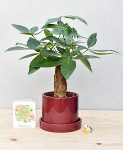 Ceramic Cylendrical Pot Maroon with Exotic Money Tree – Pachira Aquatica