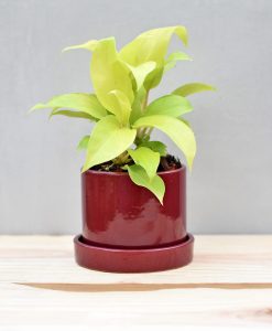 Ceramic 4 inch Cylinder Pot with Plate Maroon