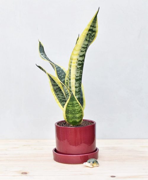 Ceramic Cylindrical Pot Maroon with Exotic Dwarf Snake Plant