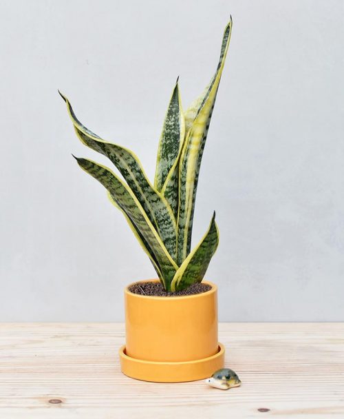 Ceramic Cylindrical Pot Mustard Yellow with Exotic Dwarf Snake Plant