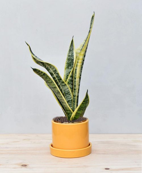 Ceramic Cylindrical Pot Mustard Yellow with Exotic Dwarf Snake Plant 2
