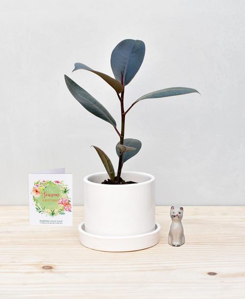 Ceramic Cylindrical Pot White with Rubber Plant