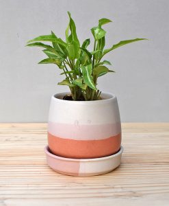 Ceramic Jar Pot 3 inch Coral