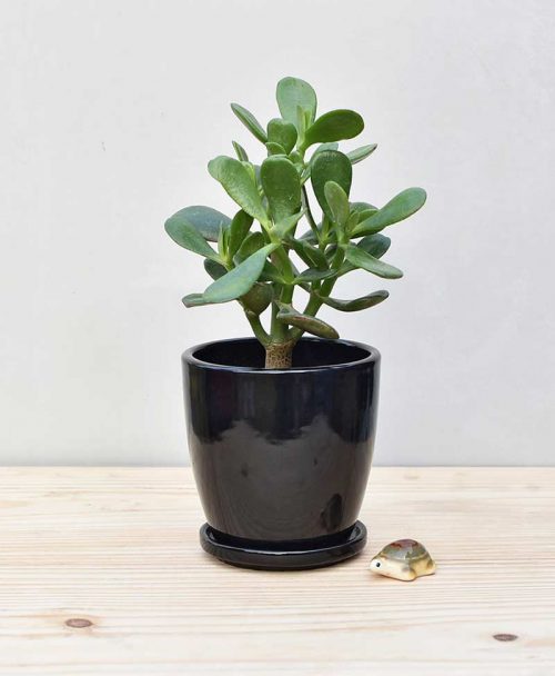 Ceramic Oval Pot Black with Jade Plant Fatty Leaves 2
