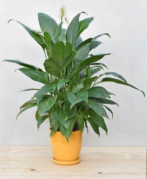 Ceramic Oval Pot Mustard Yellow with Exotic Peace Lily - Spathiphyllum 2