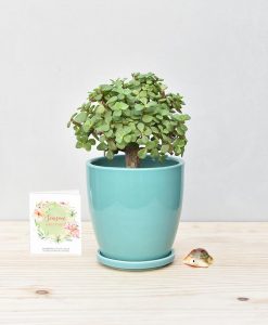 Ceramic Oval Pot Sea Green with Exotic Jade Plant – Crassula Ovata