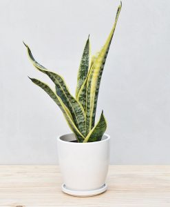 Ceramic Oval Pot White with Exotic Dwarf Snake Plant 2