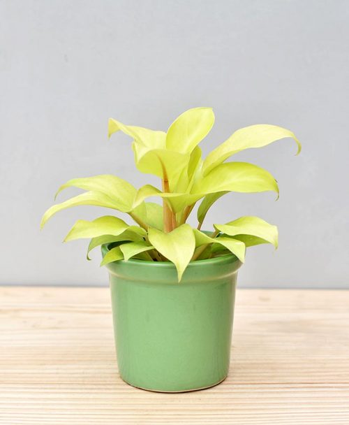 Ceramic Rim Pot Green with Philodendron Golden