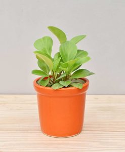 Ceramic Rim Pot Orange with Peperomia (Radiator Plant)
