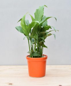 Ceramic Rim Pot Orange with Spathiphyllum (Peace Lily)