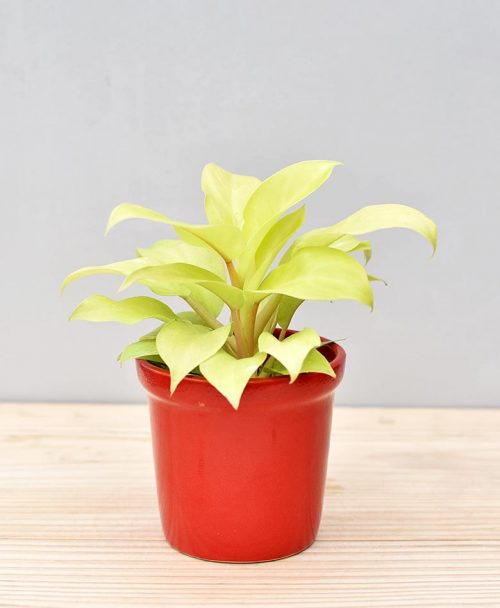 Ceramic Rim Pot Red with Philodendron Golden