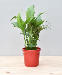 Ceramic Rim Pot Red with Spathiphyllum (Peace Lily)