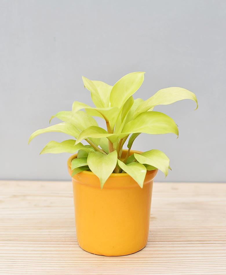Ceramic Rim Pot Yellow with Philodendron Golden