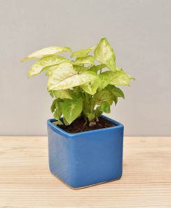 Ceramic Square Pot Blue with Dwarf Syngoniums