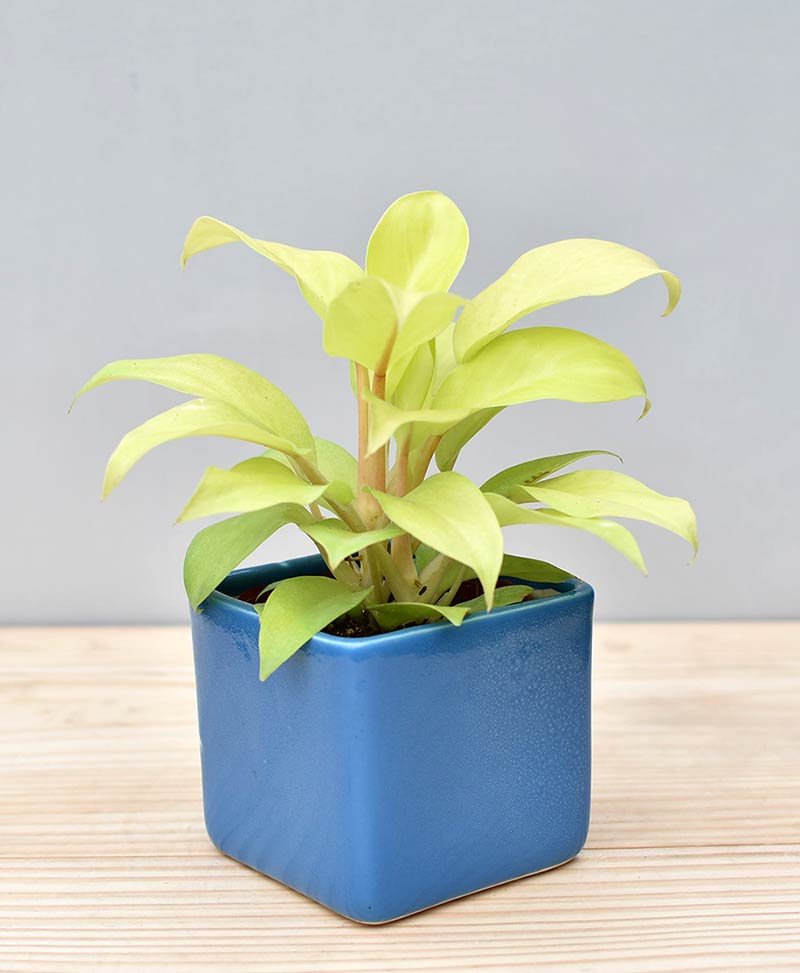 Ceramic Square Pot Blue with Philodendron Golden
