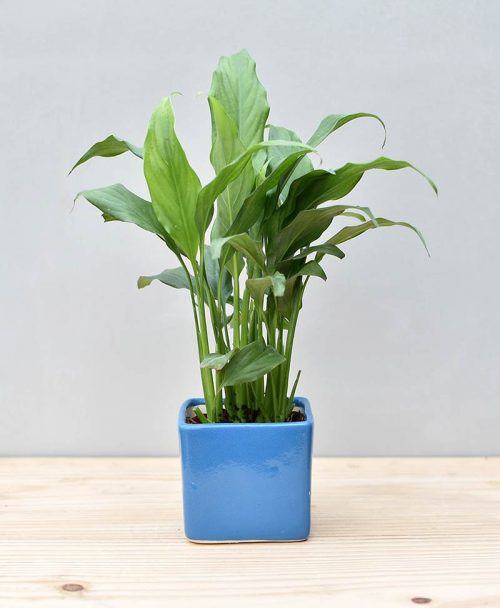 Ceramic Square Pot Blue with Spathiphyllum (Peace Lily)