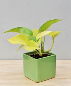 Ceramic Square Pot Green with Golden Pathos (Draceana)