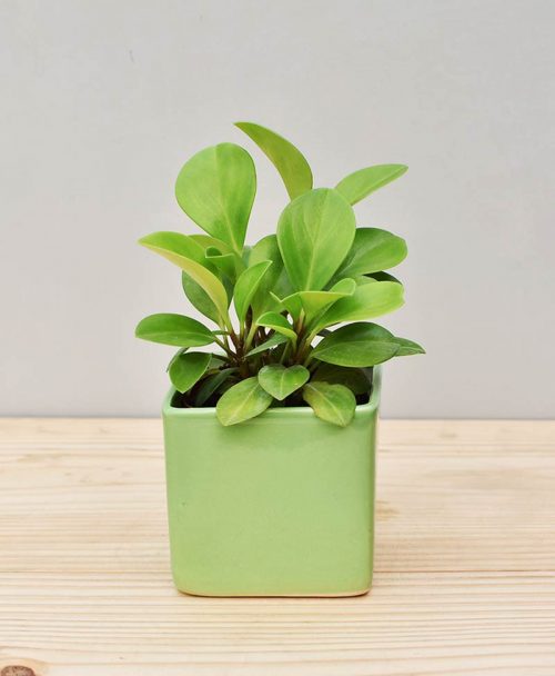 Ceramic Square Pot Green with Peperomia (Radiator Plant)