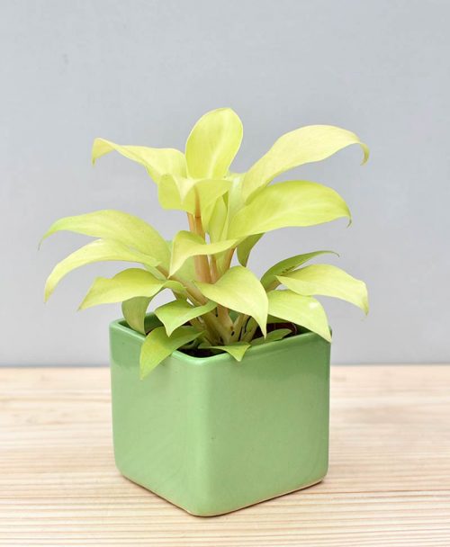 Ceramic Square Pot Green with Philodendron Golden