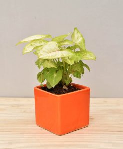 Ceramic Square Pot Orange with Dwarf Syngoniums