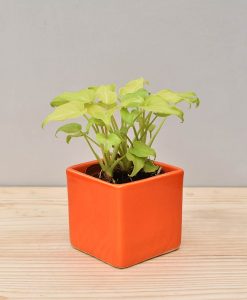 Ceramic Square Pot Orange with Philodendron (Xanadu Golden)