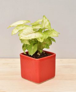 Ceramic Square Pot Red with Dwarf Syngoniums