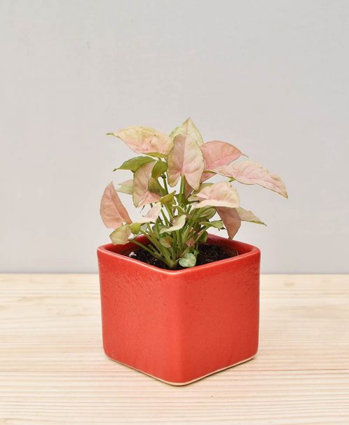 Ceramic Square Pot Red with Dwarf Syngoniums Pink