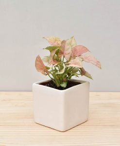 Ceramic Square Pot White with Dwarf Syngoniums Pink