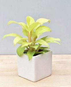 Ceramic Square Pot White with Philodendron Golden